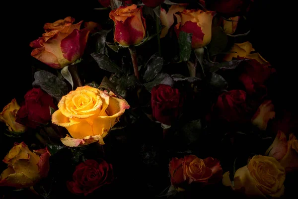 Nádherná Růže Zářící Kytici Červených Žlutých Růží — Stock fotografie