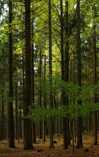 Piękny Widok Scenę Natury — Zdjęcie stockowe