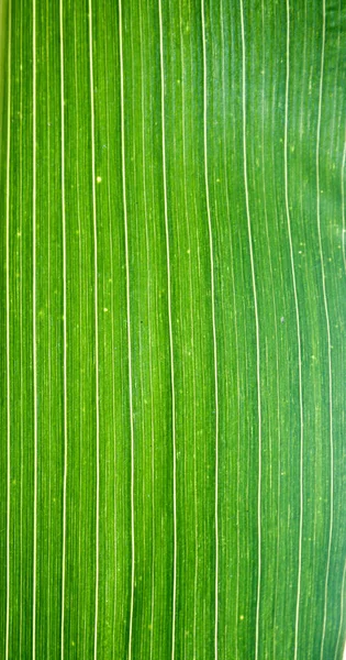 Hoja Maíz Como Fondo Espacio Copia —  Fotos de Stock