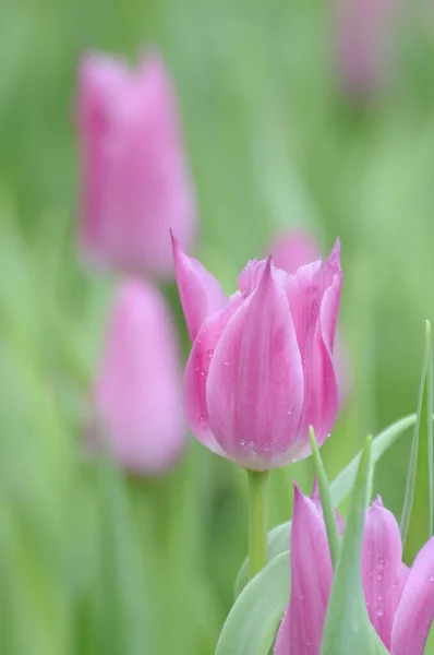 Красочные Цветы Тюльпанов Подается — стоковое фото
