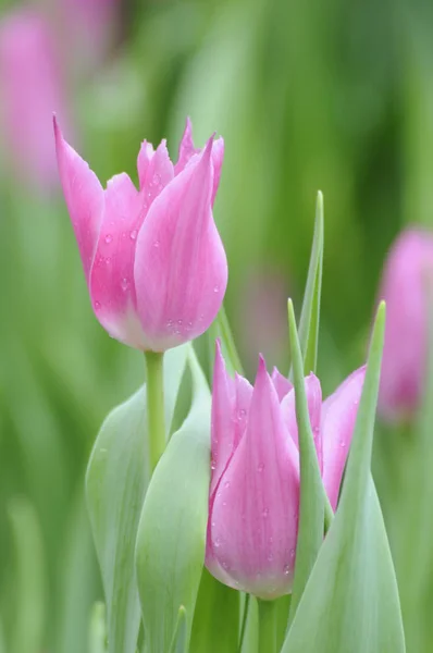 Красочные Цветы Тюльпанов Подается — стоковое фото