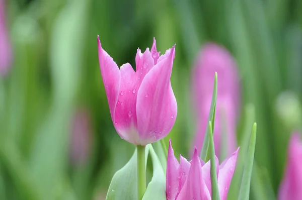 Flores Tulipas Coloridas Arquivado — Fotografia de Stock