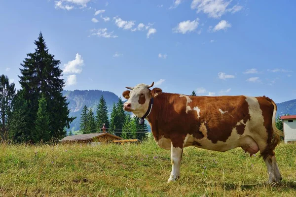 Vaca Lechera Pasto Alpino — Foto de Stock