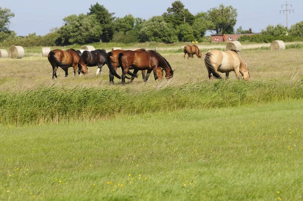 Sylt Ist Eine Deutsche Insel Friesischen Archipel Der Nordsee — Stockfoto