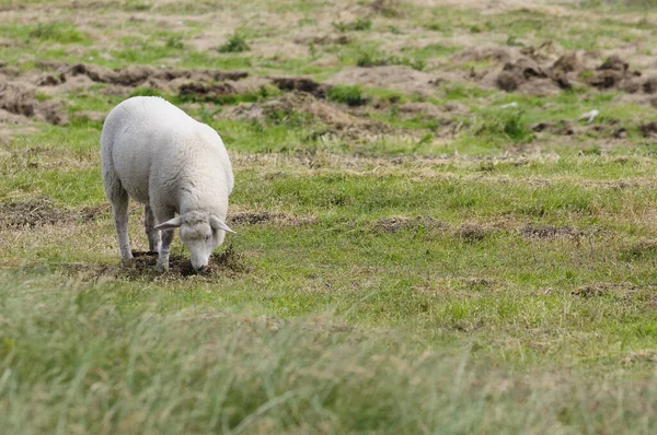 Panoramisch Uitzicht Duinen Selectieve Focus — Stockfoto