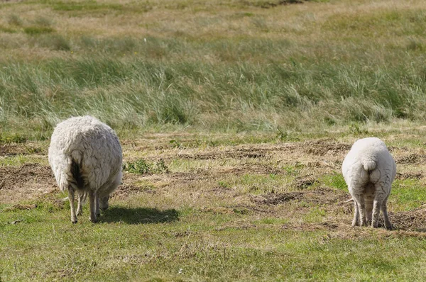 Panoramisch Uitzicht Duinen Selectieve Focus — Stockfoto