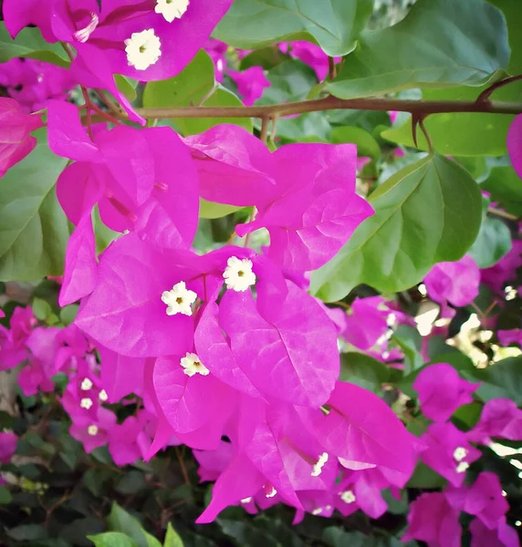 Vacker Botanisk Skott Naturliga Tapeter — Stockfoto