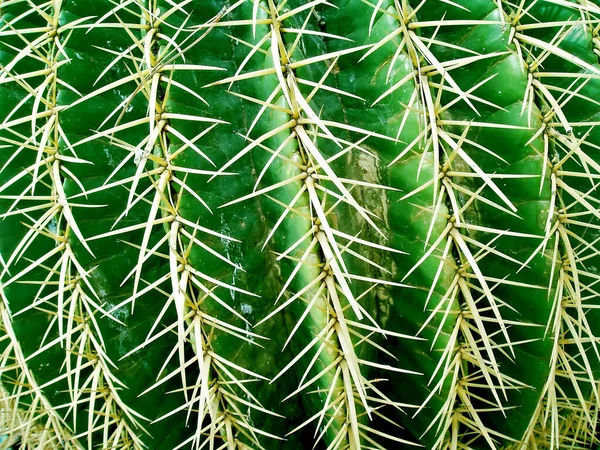 Planta Verde Tropical Cactos Suculentos — Fotografia de Stock