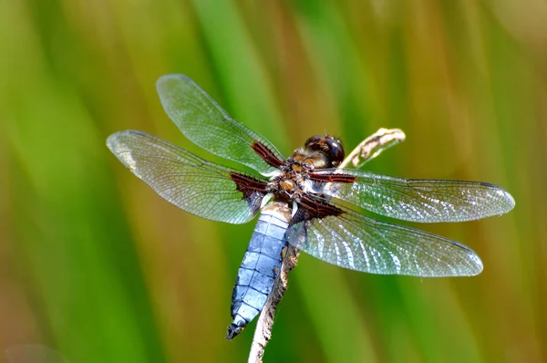 Closeup Macro View Dragonfly Insect — Stock Photo, Image