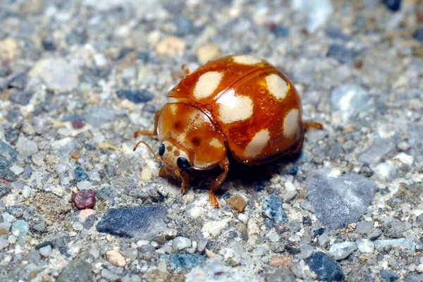 Calvia Decemguttata Жук Светлячок — стоковое фото