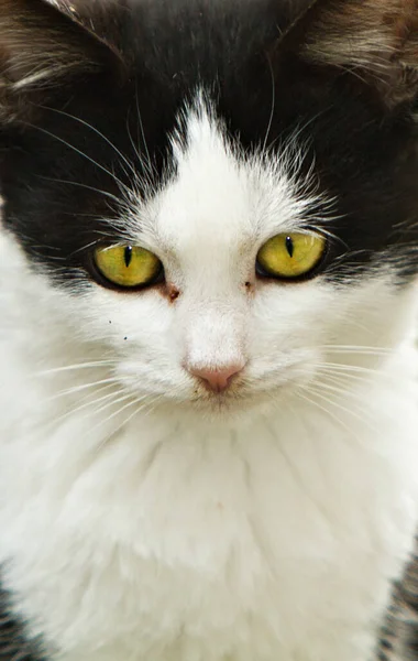 Retrato Gato Bonito — Fotografia de Stock