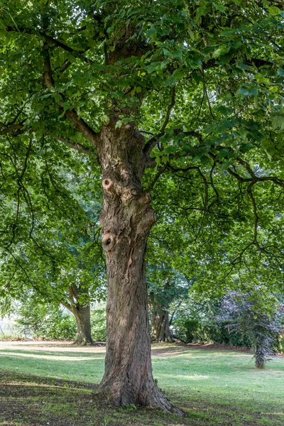 Дерево Парку — стокове фото