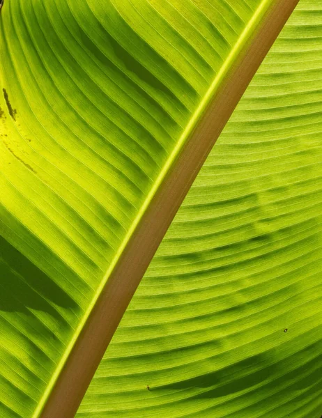 Structured Green Banana Leaf Sunshine — Stock Photo, Image