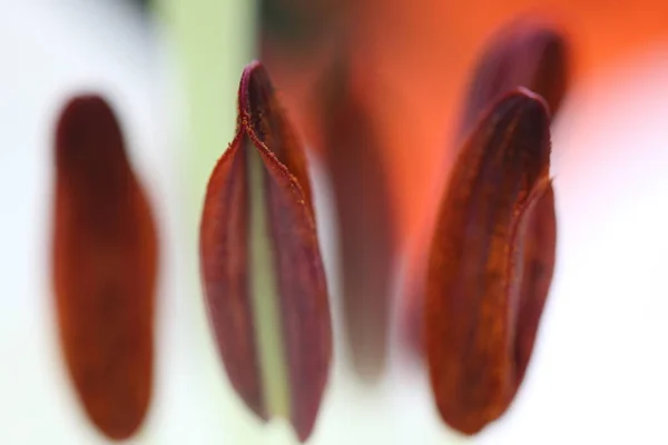 Mooie Bloemen Bloemige Concept Natuur Achtergrond — Stockfoto