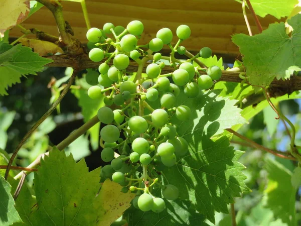 Schöne Botanische Aufnahme Natürliche Tapete — Stockfoto