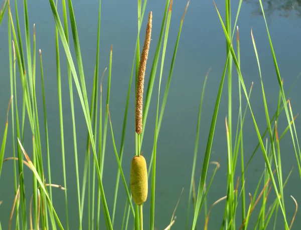 Typha Angustifolia Typha Angustifolia — Stok fotoğraf