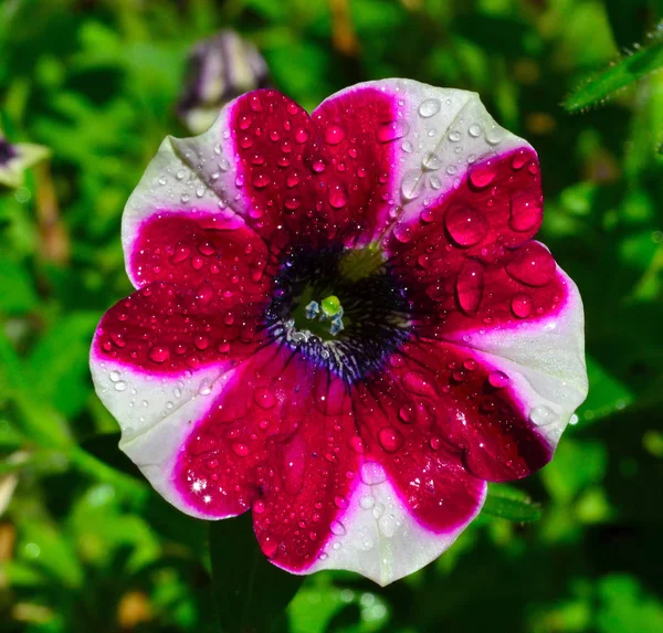 Purpurowe Petunie Petunia Krople Wody — Zdjęcie stockowe