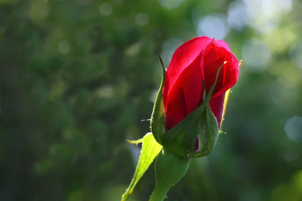 Krásný Botanický Záběr Přírodní Tapety — Stock fotografie