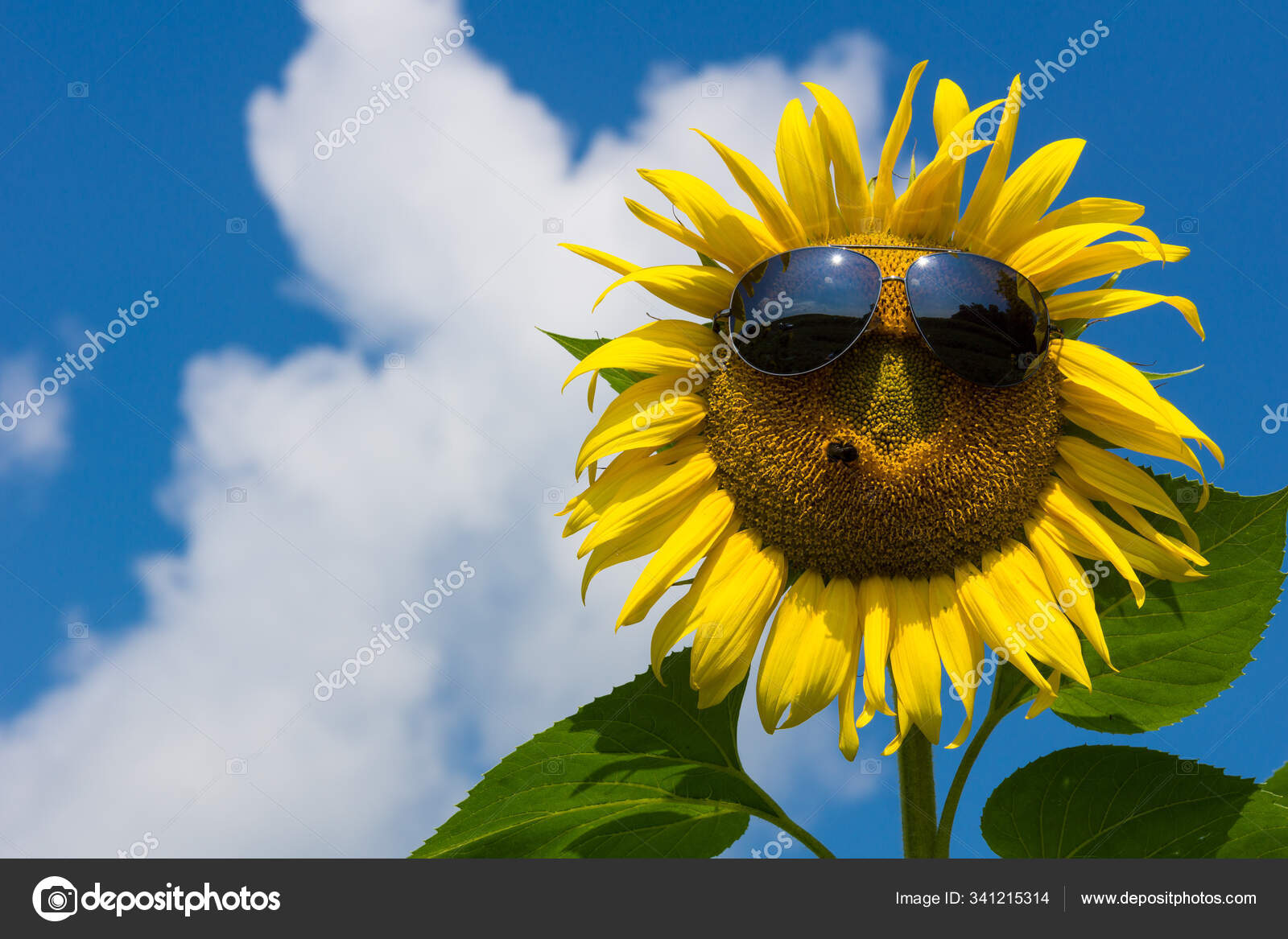 Sunglasses Hummel Stock Photo by 341215314