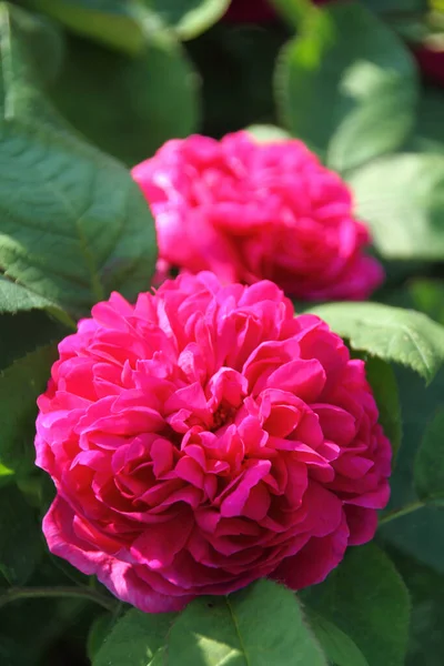 ピンクのローザハイブリッド ローザ レヒトの花びら — ストック写真