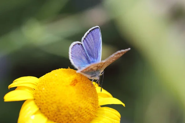 Close Borboleta Exótica Conceito Loucura — Fotografia de Stock