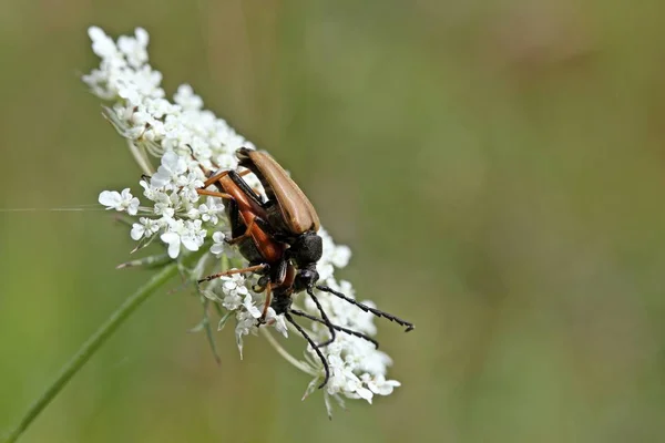 Stictoleptura Rubra Stictoleptura Rubra Mating Wild Carrot — Stock Photo, Image