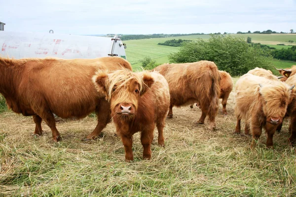 Young Animals Selective Focus — Stock Photo, Image