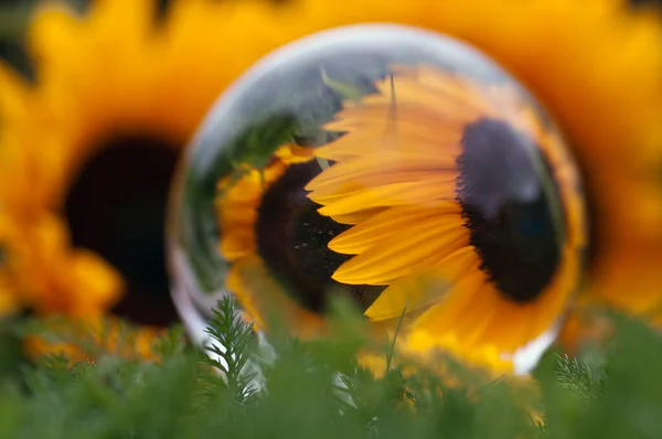 Sonnenblume Glaskugel — Stockfoto