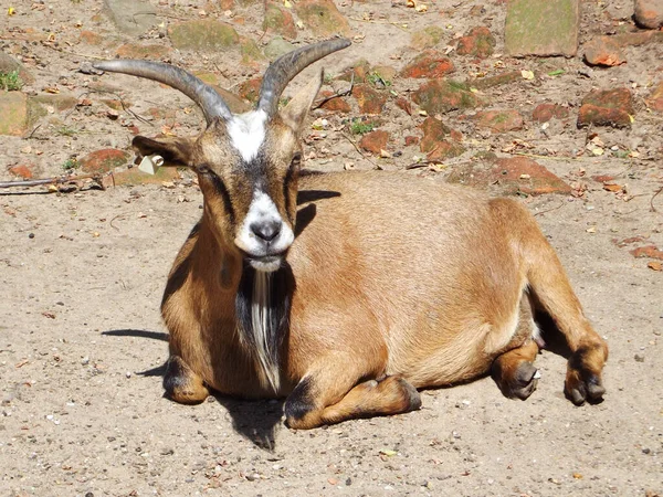 Get Öknen — Stockfoto