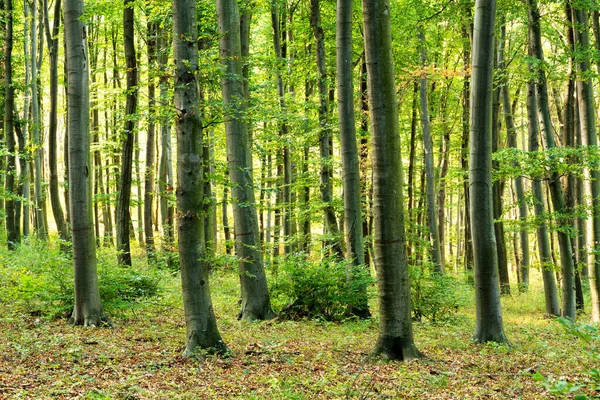 Las Liściasty Europejskimi Bukami Zachodzie Słońca — Zdjęcie stockowe