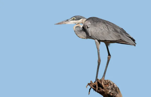 Vista Panorámica Hermoso Pájaro Naturaleza — Foto de Stock