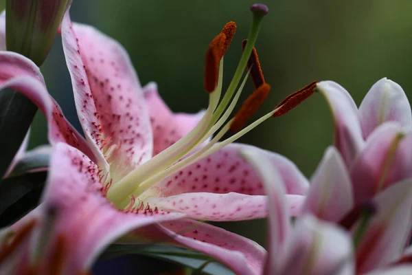 Krásné Květiny Květinový Koncept Pozadí — Stock fotografie