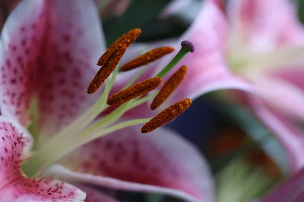 Mooi Botanisch Schot Natuurlijk Behang — Stockfoto