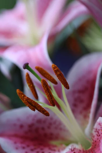 Piękne Botaniczne Ujęcie Naturalna Tapeta — Zdjęcie stockowe