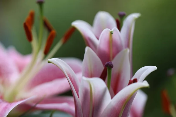 Krásný Botanický Záběr Přírodní Tapety — Stock fotografie