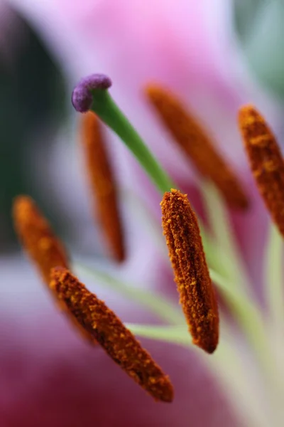 Piękne Botaniczne Ujęcie Naturalna Tapeta — Zdjęcie stockowe