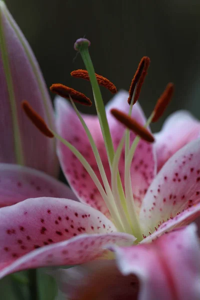 Piękne Botaniczne Ujęcie Naturalna Tapeta — Zdjęcie stockowe