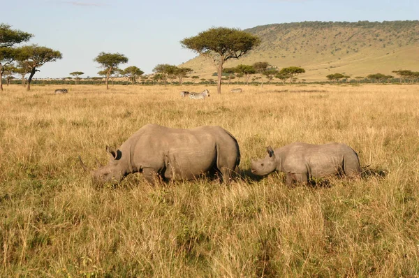 Rinoceronte Chifre Africano Flora Fauna Chifres Africanos — Fotografia de Stock