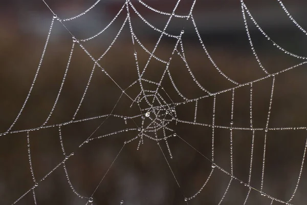 Örümcek Ağı Böcek Kapanı — Stok fotoğraf