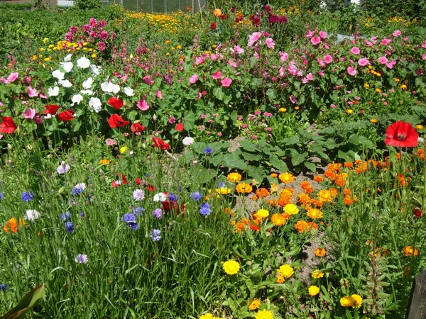 Цветочный Сад Альвердиссене — стоковое фото