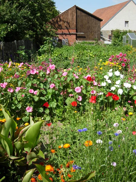 Jardin Fleurs Alverdissen — Photo