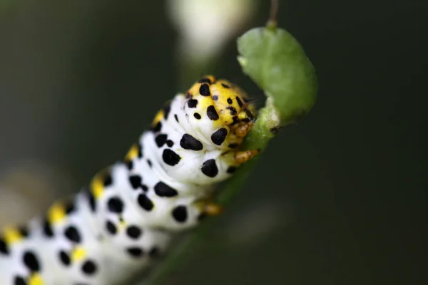 Lagarta Verme Inseto Natureza — Fotografia de Stock