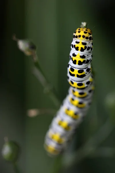 Gusano Oruga Insecto Naturaleza —  Fotos de Stock