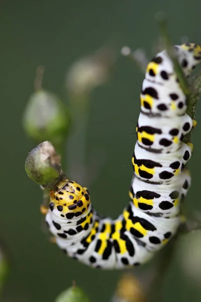 Insecto Oruga Gusano Pequeño —  Fotos de Stock