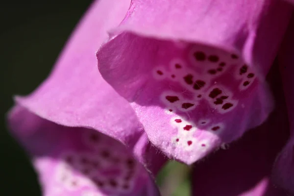 Foxglove Flor Botânica Beleza — Fotografia de Stock