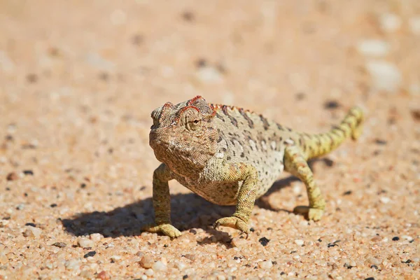 Kameleont Djur Tropisk Ödla Reptil — Stockfoto