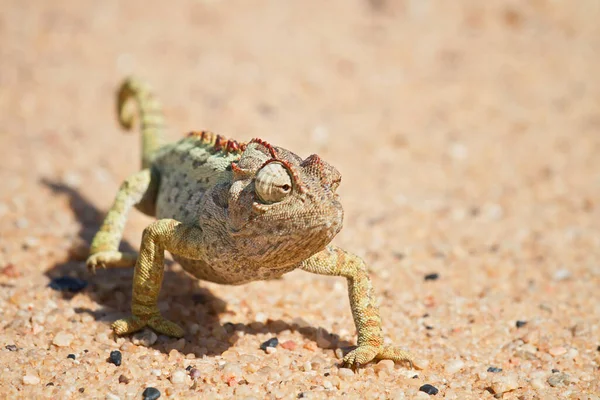 Animal Camaleão Réptil Lagarto Tropical — Fotografia de Stock