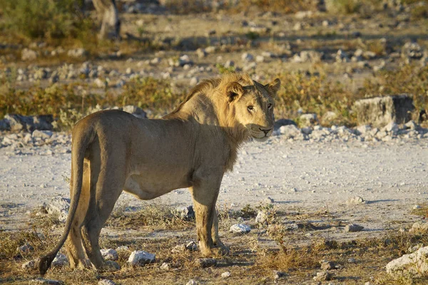 Yırtıcı Hayvan Aslan Kedi Avcısı — Stok fotoğraf