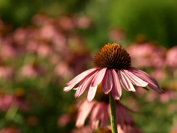 Belles Fleurs Fond Concept Floral — Photo