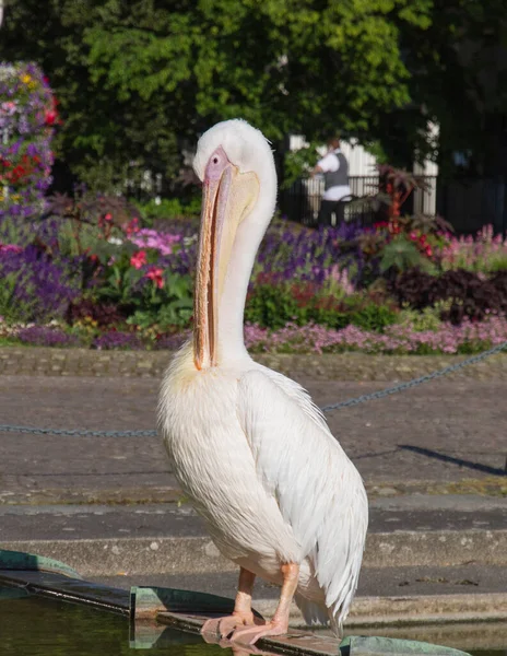 Malerischer Blick Auf Den Schönen Pelikan Der Natur — Stockfoto